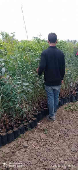 تشكيله مرتبه 😉 
واسعار رمزيه 🫰

بمشتل بابل بفضل الله تشكيله مميزه من الاشجار الخارجيه المقاومه لاجوائنا  والضروف الصعبه متوفره في مشتلنا بكميات كبيره 

                         اذا موه شراي لا تشلع كلبي 😁
                              #للجمله_فقط 
#وبأسعار_مناسبه_لاصحاب_المشاتل_والدوائر_البلديه_ #والمشاريع_وحملات_التشجير
#العنوان / بابل طريق حله نجف رارنجيه المجريه 
للاستفسار //             👇
#ابو_دانيال.    ***********
