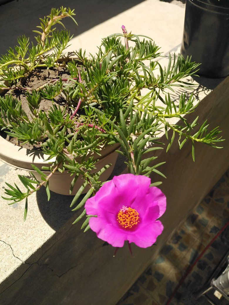 ورد الصباح العراقي والأمريكي وجمال وروعة ورد البربين تزهير اليوم ٢٠٢٦/٦/٤ 🌹🌹🌹🌹


**إذا كنت صاحب هذا الإعلان وتريد حذفه لأي سبب، رجاءا أرسل رسالة إلى الدعم الفني**