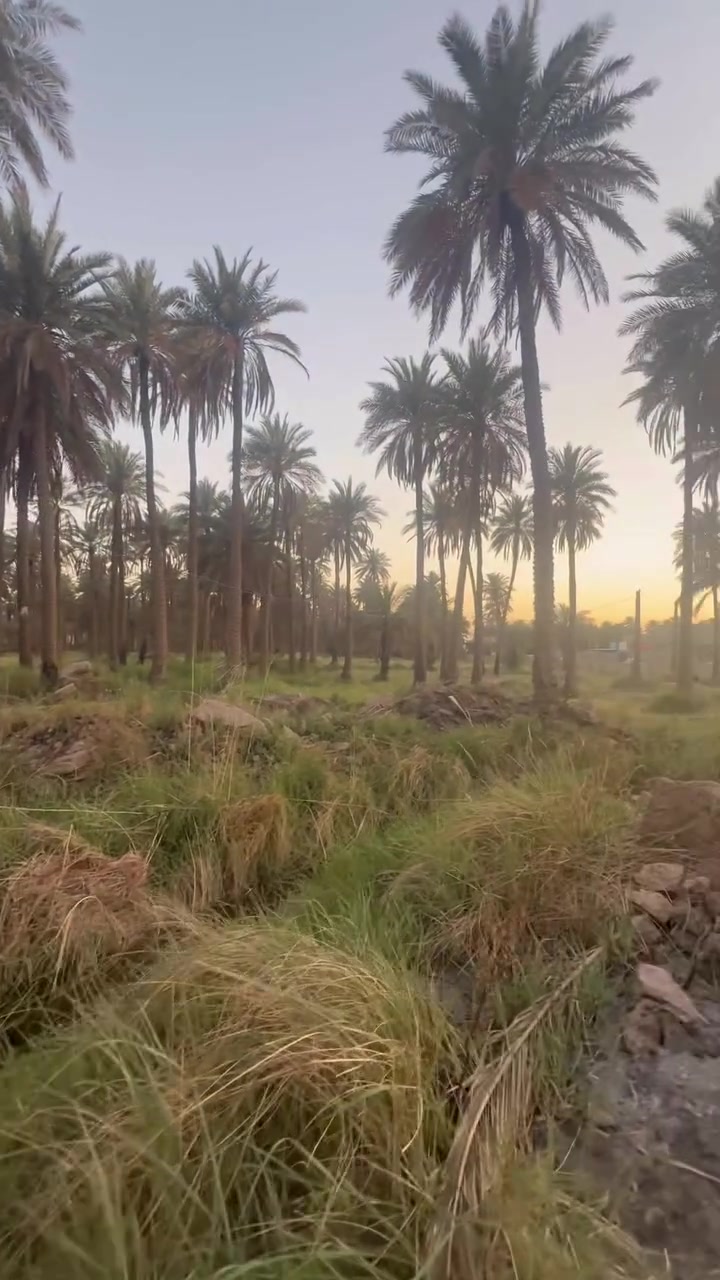 متوفر 2 دونم طابو زراعي سند 25  سند جديد 2026 الحله الوردية طريق البحمير 
سنتر الشارع موقع كلش حلو وقريب 
كافة الخدمات. ماء سقي ماء اساله كهرباء  كيبل ضوئي 
تحتوي على اعداد من النخيل 
للاستفسار ‭0783 863 5978‬
