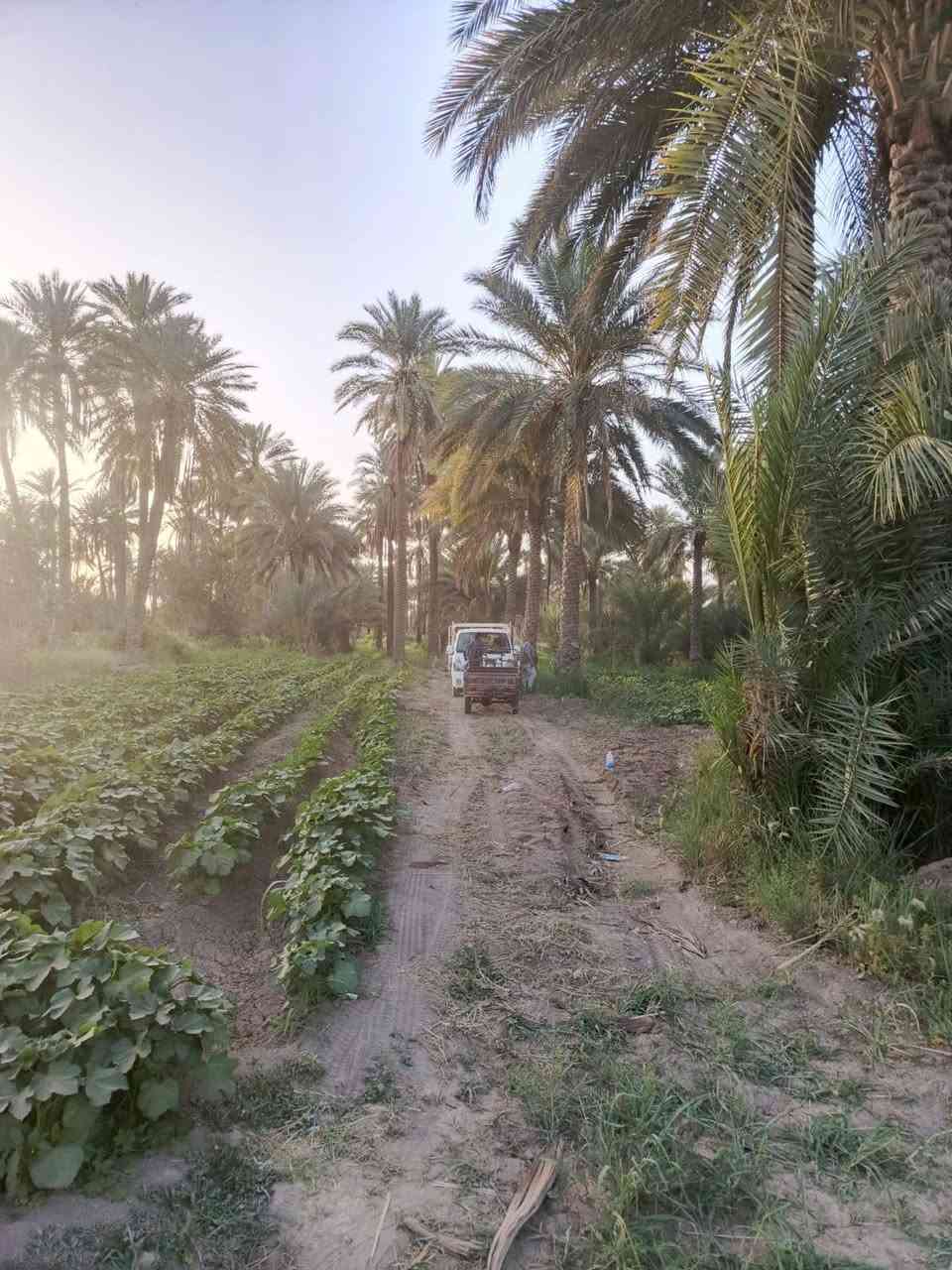 عندي بستان المساحه ٤ونص دوانم للبيع قريب حسينة سيد شاكر ولادة سند طابو زراعي بسمي سند ٢٥ زراعي على طريق شريفة بنت الحسن تبعد عن الشارع العام ١٠٠متر منطقة ابي غرق الوسط قريب بيت ***********فارس الجديد سعر الدونم ٩٠مليون بس الشراي يتصل بدون زحمه عليكم
