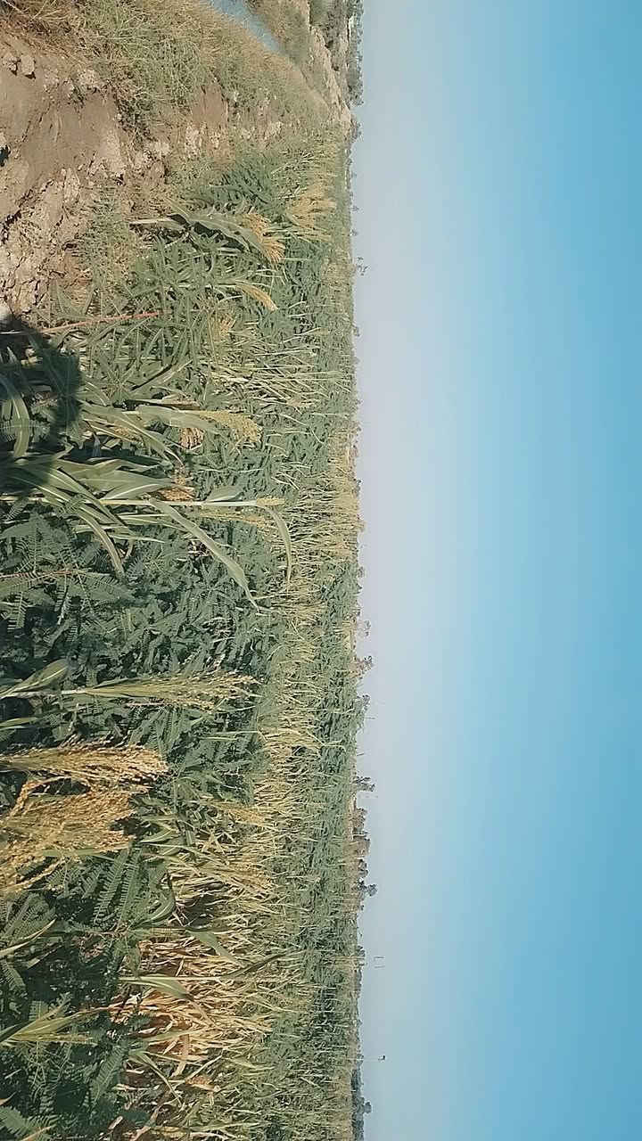 السلام عليكم
اذره مع سبينيه كلش عالي زرعها ضمان مساحه ٦ دونم فرع الإمام شاخه ٤ 
***********رقمي
