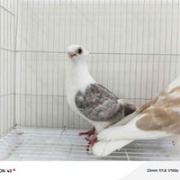فحل • فحل للبيع • فحل بابل • حيوانات • مواشي • فحل مكفول • فحل مضمون
