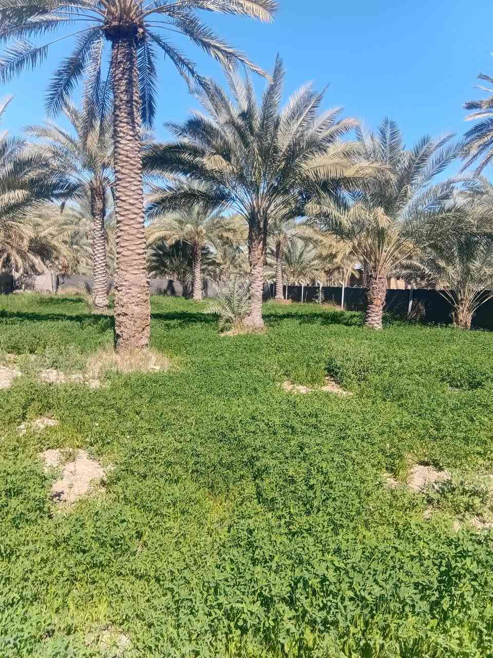 نص دونم للبيع المكان كربلاء طويريج الرشيده ربع ساعه عن الامام السعر ٥٠ / ***********
