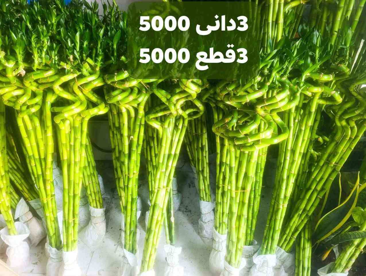 جمله مفرد ***********
