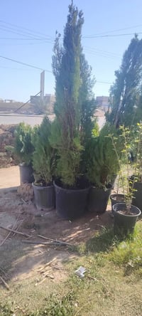 مشتل واسط • ورد جوري • اشجار فاكهة