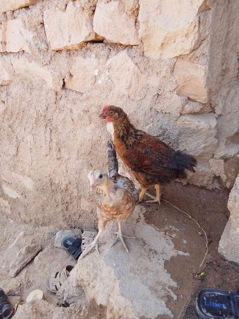 صواصي عرب لبيع لعدد 4 رايدهن 20 هاذا رقمي ***********
