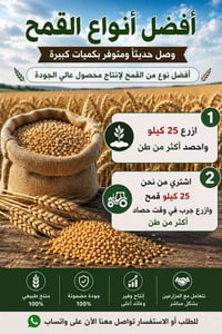بذور قمح • حنطة براو • حنطة دێمان