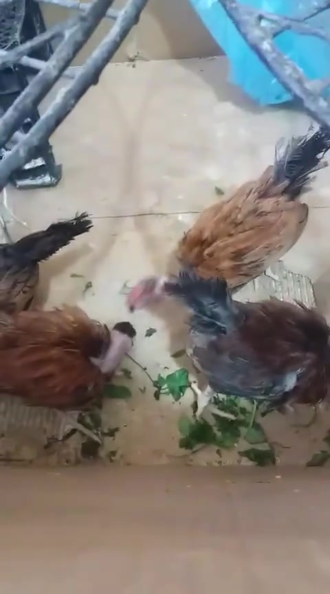 ديوجة فرايج لمكان المسيب


**إذا كنت صاحب هذا الإعلان وتريد حذفه لأي سبب، رجاءا أرسل رسالة إلى الدعم الفني**