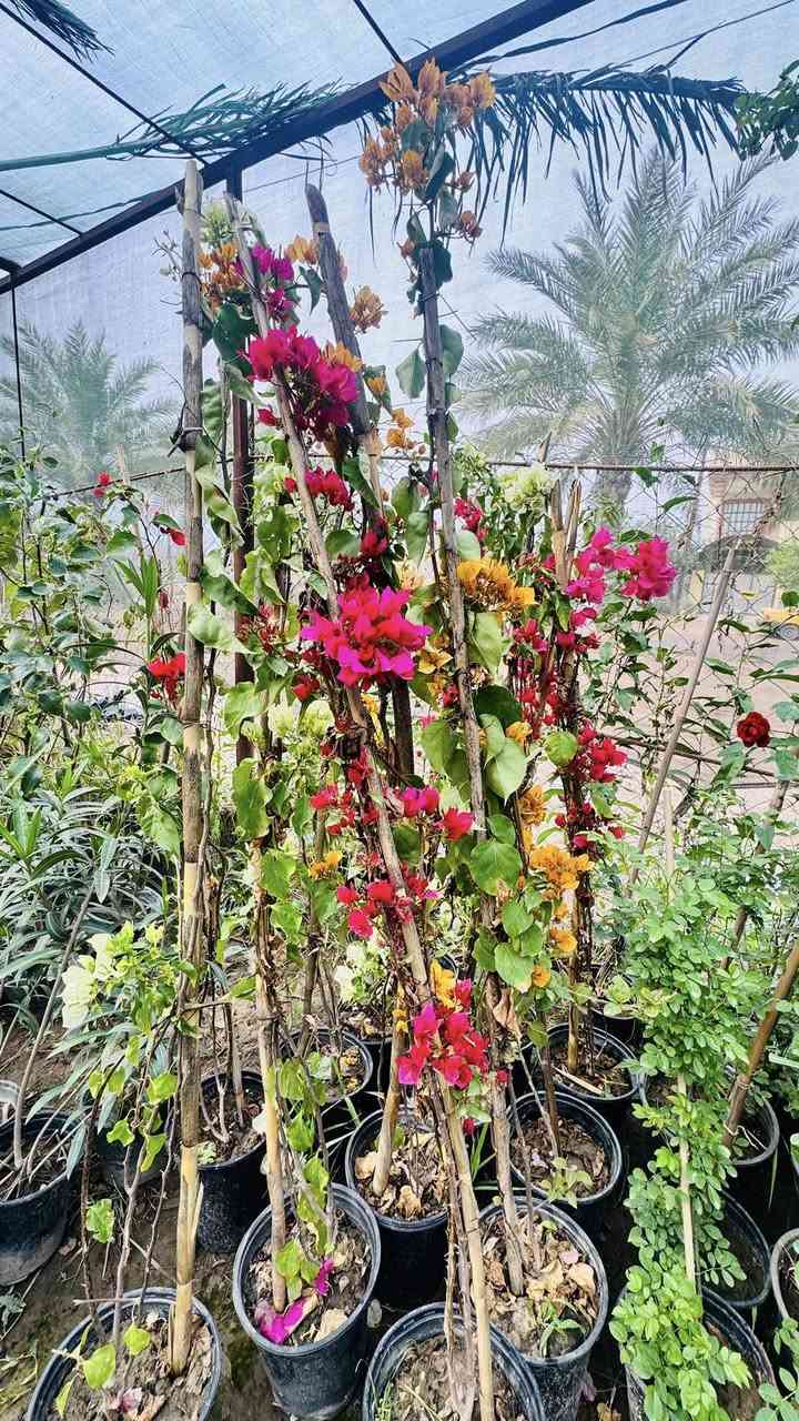 مسواك جديد بفضل الله 🌸♥️
كل عام وانتـم بخير 

توفر جميع الحمضيات 

برتقال مطعم عراقي سندان رتفاع مترتين 🍊
لومي حامض مطعم عراقي سندان رتفاع ٢ متر 🍋
لارنج مطعم سندان رتفاع ٢ متر 🍋‍🟩
لومي حلو جيس حمال مطعم  رتفاع ٢ متر 🍋‍🟩
لالنكي رتفاع متر ونص 🍋‍🟩🍊🍊🍊
لالنكي صيني توفر مطعم سندان رتفاع ٢ متر 
سندن حمال توفر سندان رتفاع متر ونص 
نبق تفاحي حمال رتفاع ٢ ونص متر 
زيتون خستاوي 
ورد متسلق جهنميً جميع الوان ♥️😍❤️‍🔥💞
ورد جوري ايراني متسلق ♥️🌸😍

لاستفسار *********** 

عنوان 🛑مشتل الدجيل شارع بلديه نهايته عل محيط ⚠️
يوجد لدينا خدمه توصيل 🚚♥️
