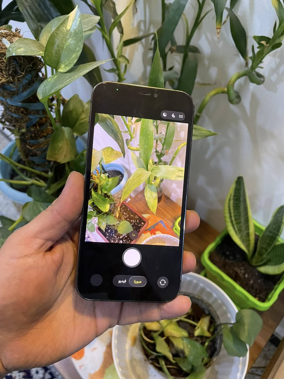 ليدور مناسب يمي وبس
لا دولار ولا ملايين ملك النطايح اني 

ركزلي بلمنشور غير الذاكرهنً ماكو 

12 برو مبدل شاشه وبطاريه

تجي وتشوف بعيينك شاشه بيها فطر صغير مناثر ولا مبين 

فيس ايدي شغال سماعات اتصال مكفول كلشي شغال 

وسعره بلاش ذاكرته 256 بطاريته 100 

ليش تشتشري ب 350 ولا 290 ولا 250 

سعره 215 الف قفل قفل 

ضهر مكسور وتصوير موجود ليفيده يجي ياخذه 

215 الف بغداد الدوره 

كفر وي جهاز فقط ***********

لريده يتصل وتساب
