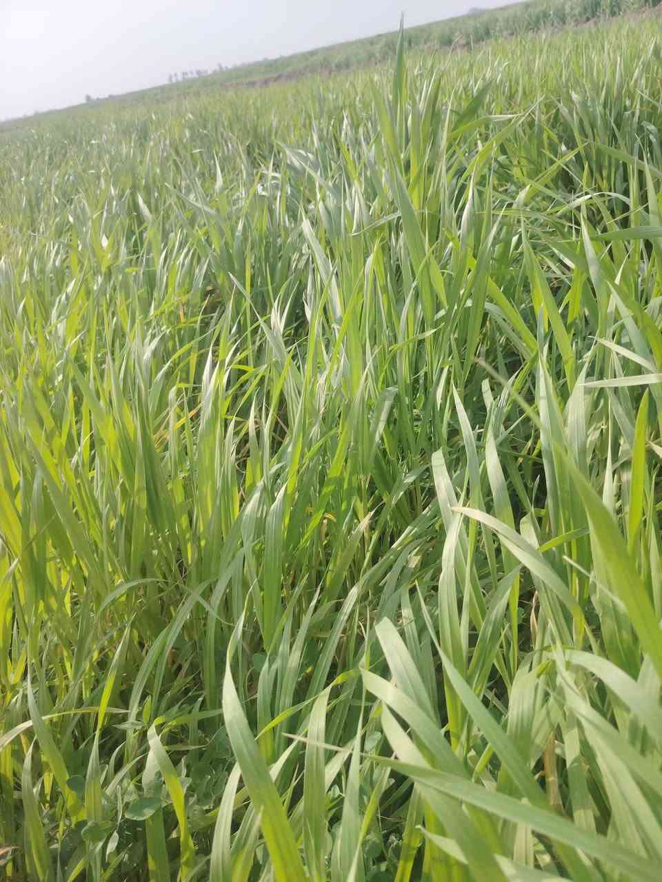 زرع للبيع مساحه ٤٥ دونم بلحمزه الشرقي *********** أو *********** أو
