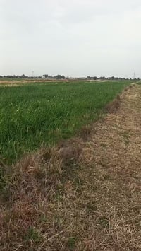 قرية العريجة • ٤ دونم • سند ٢٥ مداور