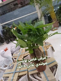 الرمادي العزيزية • شارع ميسلون • توصيل داخل الرمادي