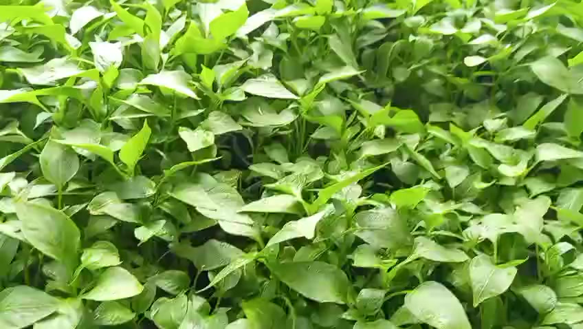 تتوفر لدى @مكتب العبيدي للتجهيزات الزراعية 
شتلات زراعية 

فلفل حار 🌶 

فلفل بارد 🫑

طماطم 🍅 

باذنجان 🍆 

_______________

وبأسعار مناسبة جداً

للتواصل والاستفسار الإتصال على الرقم ***********

🚩 العنوان : سوق هيت _ قرب مقهى فيصل _ مقابل القصاب خانة القديمة 
بأدارة الحاج جاسر العبيدي والحاج نعيم العبيدي
