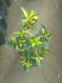 6 شتلات شمشار ب5 التوصيل داخل بغداد فقط  للطلب07762316502 واتساب