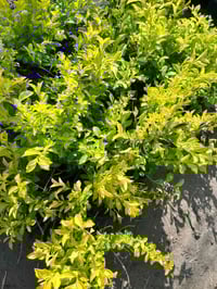 ورد جوري عراقي • ثيل هندي • بخور عصا موسى