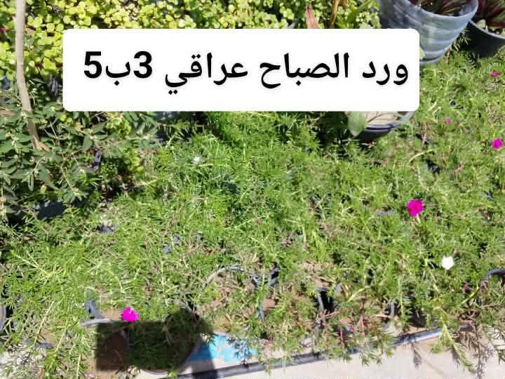 السلام عليكم زبائن الكرام رجعت اتوفرت دمعه الطفل حجم كبير قاروره مالت مي يعني دبه مو سندانه متدليه ب18 وبعض النباتات الخارجيه يوجد توصيل داخل بغداد بعض المناطق ،🍀☘️🚘🍀☘️🌿🌺🌱🍀🚘☘️☘️☘️


**إذا كنت صاحب هذا الإعلان وتريد حذفه لأي سبب، رجاءا أرسل رسالة إلى الدعم الفني**