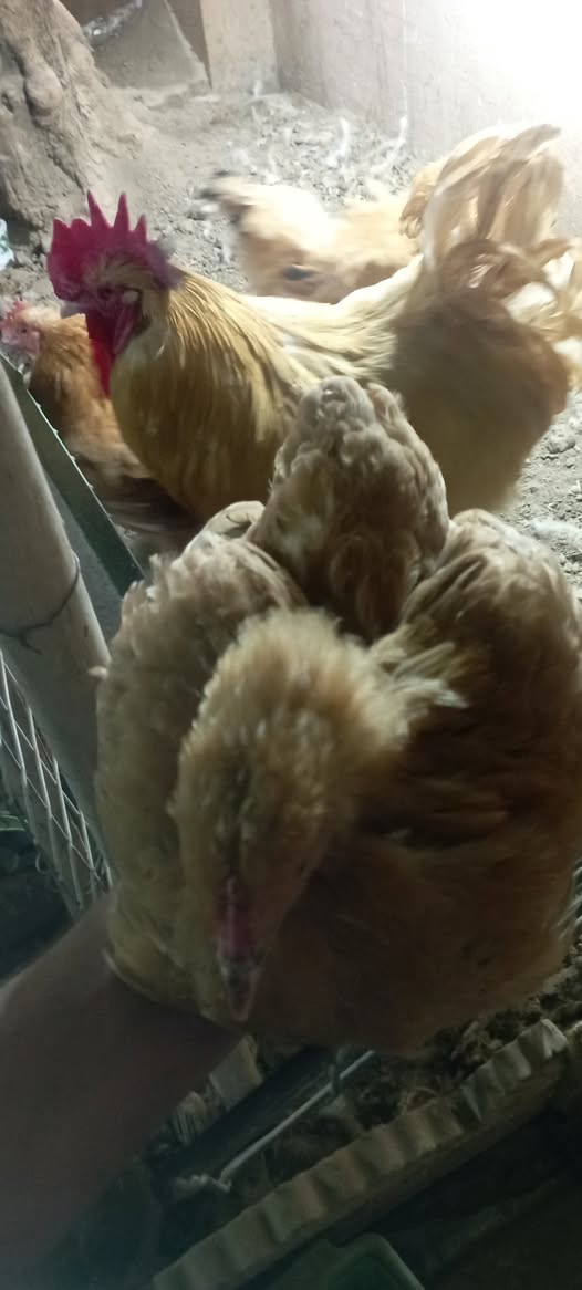 السلام عليكم ورحمة الله وبركاته اللهم صلي على محمد وال محمد 🙏 موسم خير وبركه لجميع أن شاء الله
متاح بيض 🥚 +افراخ كوشن  العملاق         العراقية 🙏🤳  

باقي التفاصيل خاص او الاتصال على الرقم 
الهاتف ***********
الموقع الرسمي موصل ايمن  يوجد توصيل جميع محفظات العراقية 🙏 
Thank you all 🤳🙏
