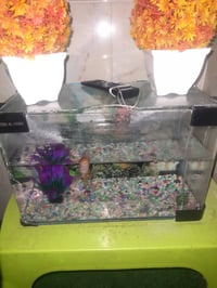 حوض سمك • جهاز فقاعات • نجابة فول