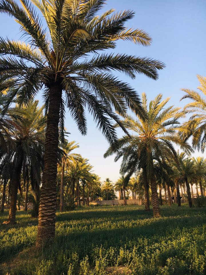 السلام عليكم بستان اللبيع المساحة دونم وربع سند 25 ماء سقي وماء اسأله وكهرباء المكان السياحي للبيع  او امراوس بـ بيت كبير حسب القناعة ***********
