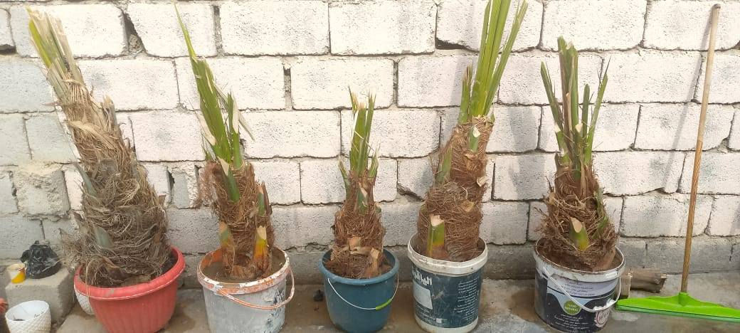 فسلان  نوع بريم للبيع الواحد ب 50الف
عندي أيضا جاونات مال تمر للبيع الواحد

ب 40بدون يدة 

***********
