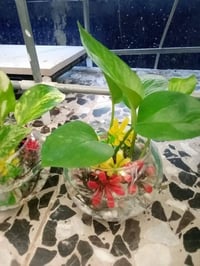 دورق زجاج • نبات لبلاب • توصيل