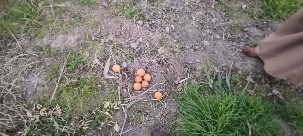 سلام عليكم من رخصت ابو الكروب مزرعة اللبيع مساحة دونمين طابو بستنة سند مستقل بسم شخص واحد تحتوي على نخل برحي وتين وحمضيات خدمات كاملة كهرباء وماء اسألة وماء سقي العنوان طريق السنية جهة زوار على شارع العام مباشر الاتصال على الرقم ***********
