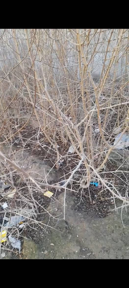 سلام عليكم شتل رمان ديالي درجه اولى شرط اتكاتب وياك الحجم مترين وفوك المكان عوينات السعر ٢٠٠٠ وبيهه مجال ***********
