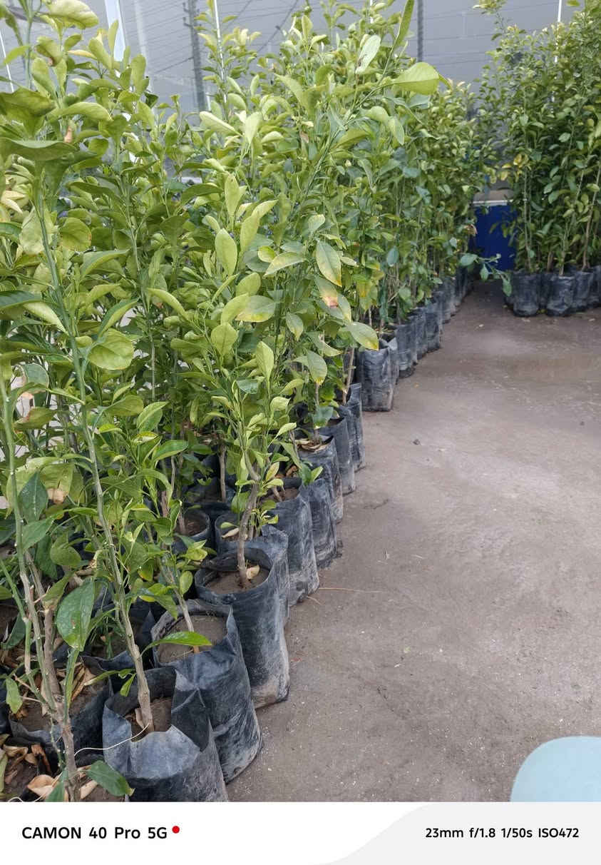 جميع انواع الحمضيات وجبه جديده اليوم ١٧ رمضان في مشتل شهاب الزراعي وبأسعار مناسبه 
استفسار+ واتساب ***********
