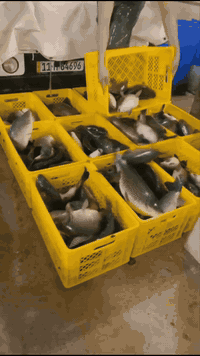 #اللهم_صلي_على_محمد_وال_محمد
أسماك طازجة يوميًا… الأفضل لك ولعائلتك!
اختار اللي يعجبك من أشهى الأسماك، ومشوي على أصوله😋😍
كيلو اللحم 6… ومع الشوي يصير 7 🔥
📍 الموقع: حي الجهاد، قرب جامع محمد رسول الله
📞 للطلب والتوصيل: ***********
