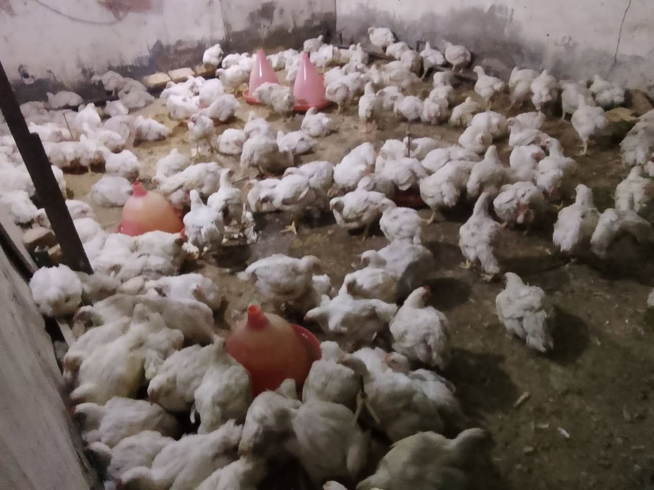 يالله 

بمناسبة حلول عيد الفطر المبارك 

عروض العيد 
دجاج  بأ7 الف فقط وزن كيلوين 

دجاج الزوج با15 وزن كيلوين وربع 

دجاج وزن ع كيلون متوفر خشن الكيلو 3500 

دجاج وزن 3 كيلو متوفر 
هلس تنظيف تقطيع مجاني 

العنوان مقابيل مدرسه حلب قرب البلديه 
حجزز واتساب ***********
