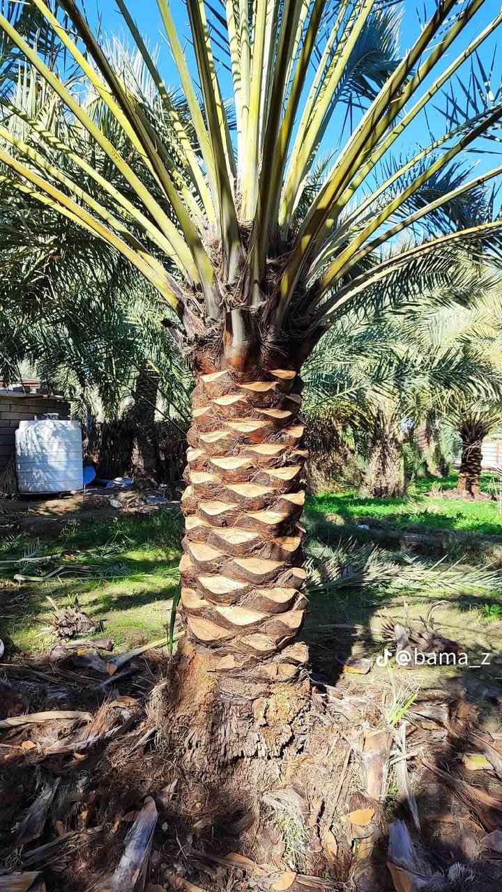 توفر عدنا تنشيط نخل بس ٥٠٠٠في بروانه والسكران الغرير


**إذا كنت صاحب هذا الإعلان وتريد حذفه لأي سبب، رجاءا أرسل رسالة إلى الدعم الفني**