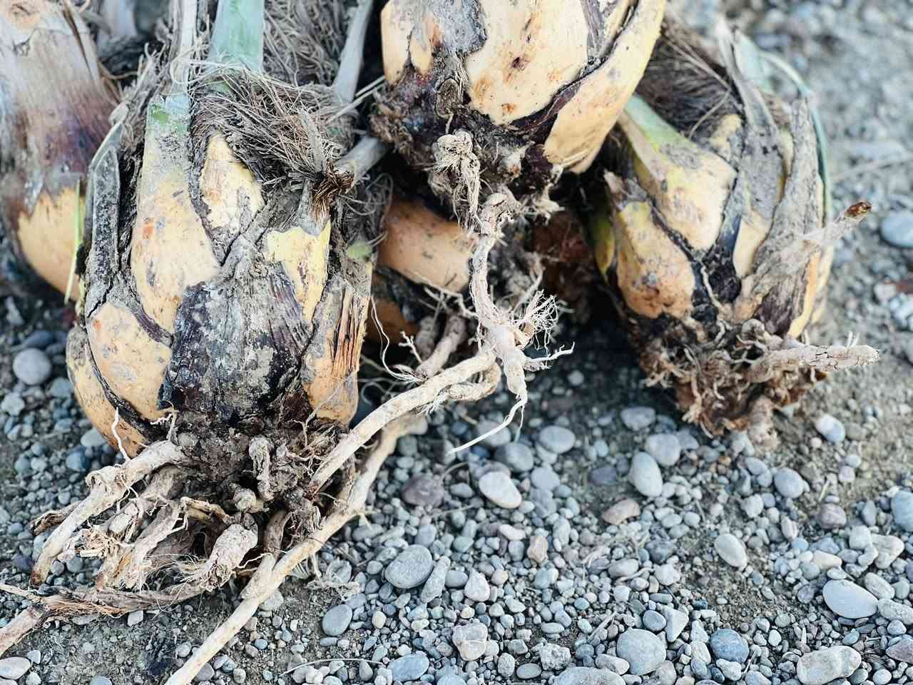 السلام عليكم ورحمة الله وبركاته 
من الان بدأ موسم قلع الفسائل وزاعتها 
اي شخص عندو نخلة بيها فسائل يريد يقلعهن يتصل ويتدلل ***********
