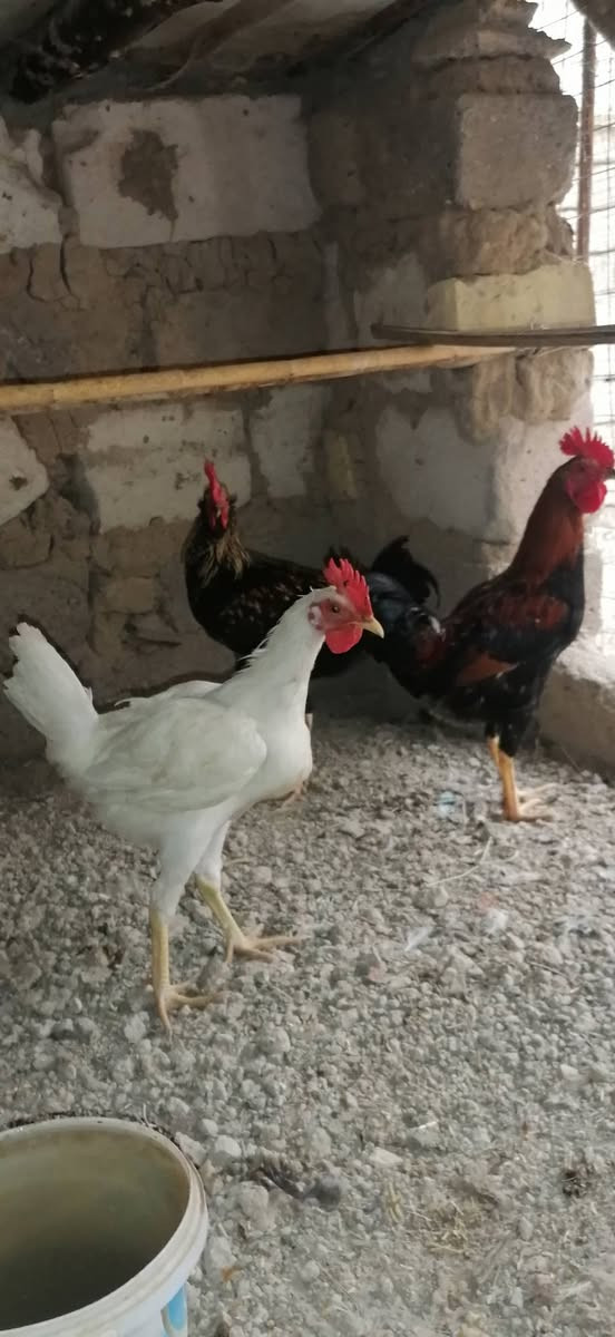 السلام عليكم متاح دجاج عرب بياض 3 وديوجة عرب عمر 6 أشهر عدد 3 القرنة بني منصور مزرعة اي إستفسار خاص وتدلل


**إذا كنت صاحب هذا الإعلان وتريد حذفه لأي سبب، رجاءا أرسل رسالة إلى الدعم الفني**