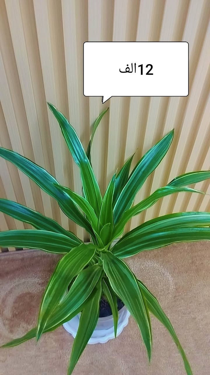 نباتات للبيع


**إذا كنت صاحب هذا الإعلان وتريد حذفه لأي سبب، رجاءا أرسل رسالة إلى الدعم الفني**