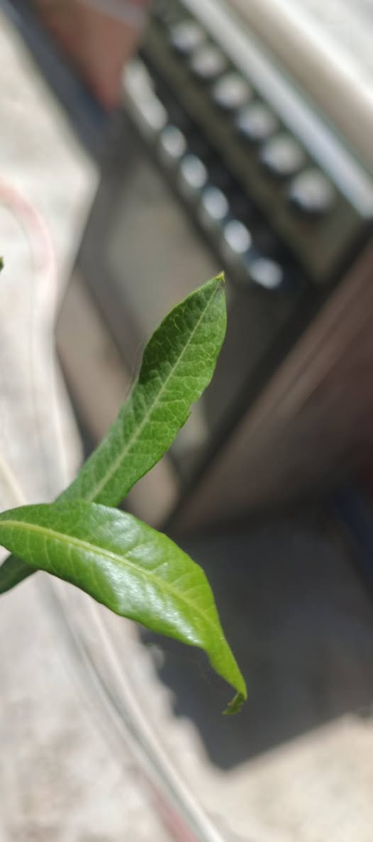 للبيع مبردة عدد2
و طباخ ومكيف جنرال عدد 1
***********
