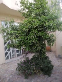 طابو صرف • العباسية • ١٥٠م