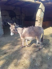 مطي • الرميثة • مستعجل