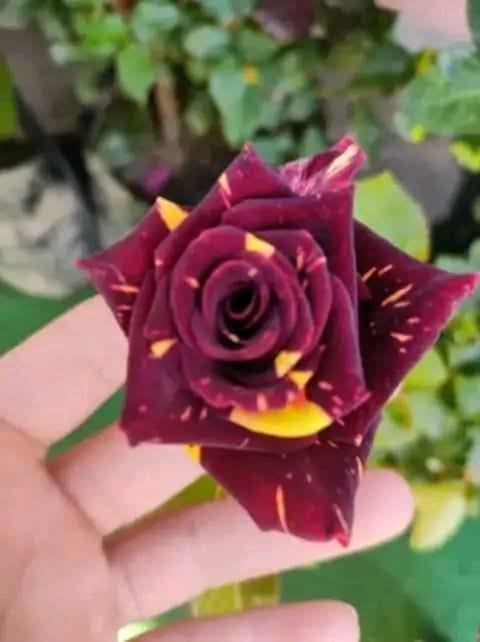 متوفر شتلات
#تين العبيدي السعودي
#رمان اليمني
#نومي حامض مزهر
#برتقال مزهر
#مشمش الاحمدي الكربلائي
#كوجه الخضره الكربلائيه
#عرموط صيفي
#سفرحل
#الو احمر والاصفر
#تكي الكندي
#تكي الهندي السلبوحي الاسود والابيض
#سدر تفاح بصراوي
#سدر تفاح تايلندي وعرموط تايلندي

#توفرت كافة اشجار الزينه

#الكاردنيا الاون الابيض 
#جاكرندا البنفسجيه
#الانتكوما الصفراء
#الجاكروفا
#متسلق المرجان البرتقالي
#متسلق النسرين
#متسلق الياسمين الاصفر
#ورد الحوري الهولندي
#ورد الجوري الايراني
#ورد السلطان
#شبو اليل
#البتونيا اللوان مختلفه
#المينا الوان مختلفه
#النعناع
#نبته السجاد بالوان مختلفه
 #نبته البخور
#نبته دم العاشق
#نبته المكحله
#نبات الكلوجه
#نبات شوكة المسيح 
#تتوفر نباتات ضليه داخل اامشتل
عنوانا
الهاشميه الجربوعيه
توجد خدمة توصيل 
***********
