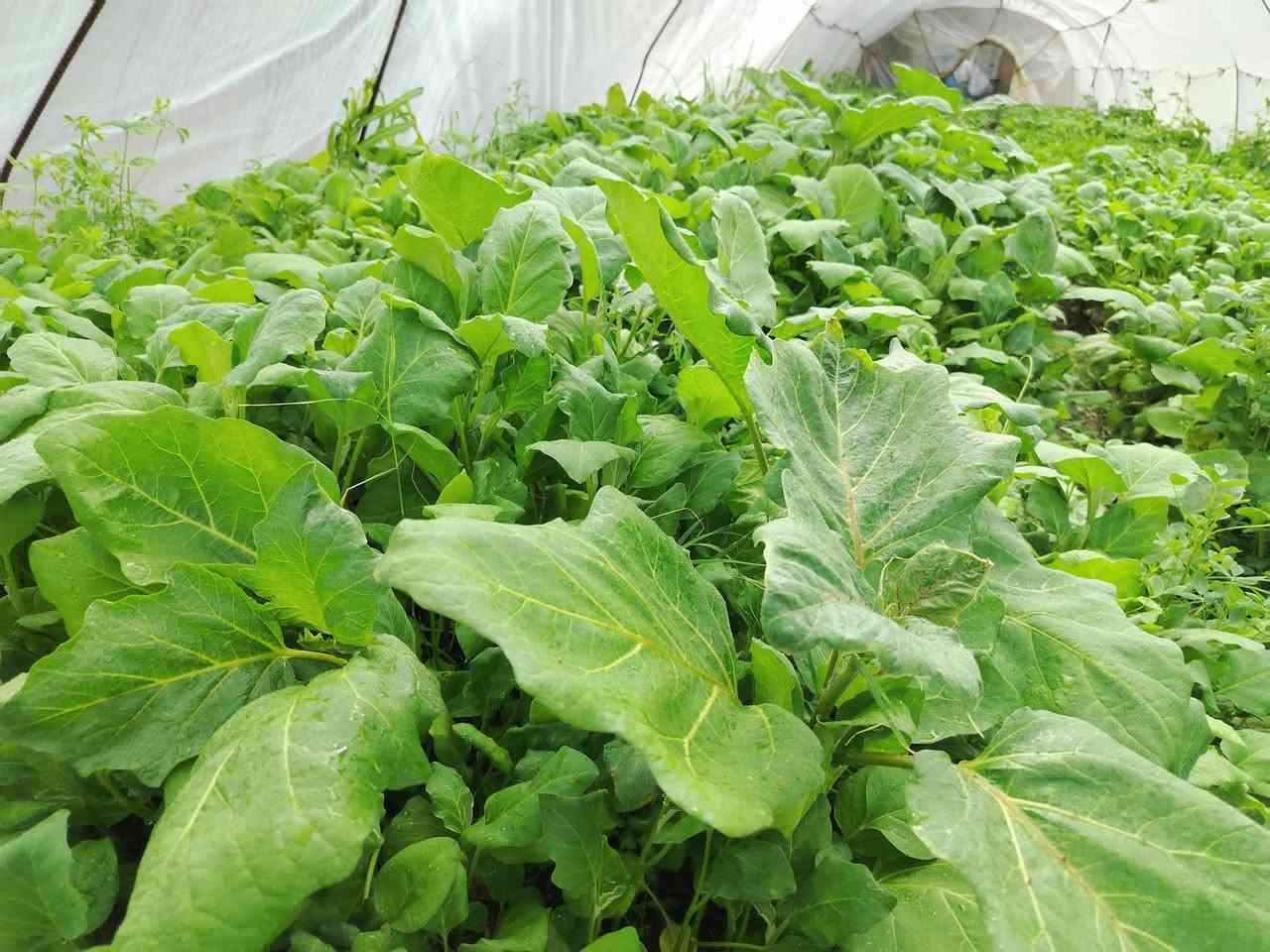 دايه بيذنجان ابوالمشط للبيع لديوانيه قضاء سومرقرب لسريع 
الستفسار***********
