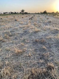 تبن • ٢٦٠ كبسه • قرب جامعة بابل