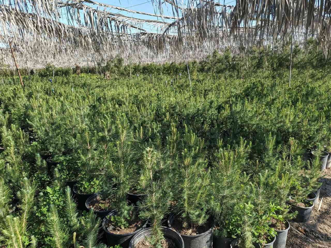 اللهم صل على محمد وآل محمد
للباحثين عن الفخامة والتميز، نوفر لكم كميات كبيرة من أشجار  الصنوبر (شمع دان).
✅ جاهزة للغرس الفوري.
✅ متوفرة بجميع الأحجام (من الشتلات الصغيرة إلى الأشجار الكبيرة).
✅ مثالية لتزيين الحدائق الواسعة والشاليهات الراقية.
​ملاحظة: البيع جملة فقط. أسعارنا خاصة للكميات الكبيرة 
العنوان : بغداد الكريعات
​📞 للتواصل والاستفسار : ***********
لاتوجد خدمة توصيل
ومن الله التوفيق  .
