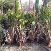 فسائل نخل • حلاوي خستاوي • توصيل وإعداد