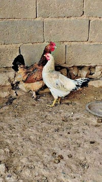 دجاجتين • بياضات