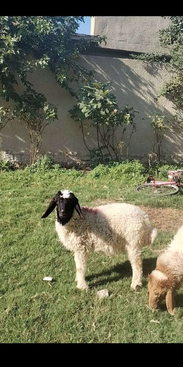 السلام عليكم بسم الله ما شاء الله
طلي فحل للبيع  شرط النصاحه مال ربط السعر185

العنوان بغداد التاجي

***********  واتساب

***********  واتساب

