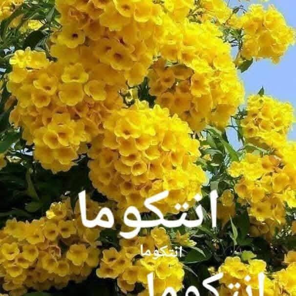 متاح لدينا بذورها
بذور شجرة اكاسيا صفراء تيكوما
بذور شجرة. الجاكرندا البنفسجيه
بذور شجر اكاسيا شمعدان الافريقيه
لطلب والحجز واتساب *********** السماوه أو مراسلة الصفحه يوجد خدمة توصيل طلبات لكافة المحافظات لباب البيت انواع البذور الأستواىيه النادره
