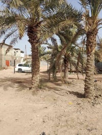 ابو الخصيب العميريه • ٦٠٠م • على النهر