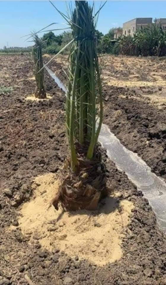 أن شاء الله موسم خير وبركه على الجميع
يتوفر لدينا جميع احجام النخيل 🌴
واصنافها     عمراني.    التبرزل.   مكتوم.  برحي.  قيطاس 
جمالي.   اشرصي.   ابرين.   حمراوي.  شكر.  اشويثي اصفر.   
  للحجز وطلب الاستفسار مراسله الصفحه او الاتصال على الرقم ***********📞 واتساب
