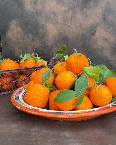 #مشتل_نور_الهدى  **يرحب بكم**
   🌲🌲🌲🌲🌲🌲🌲🌲
وصول وجبة جديدة
من النارنج 
السعر 1000 دينار فقط
هي شجرة حمضيات معمرة دائمة الخضرة، تتميز بأوراقها الخضراء الداكنة، أزهارها البيضاء العطرية (الزهر) وثمارها الكروية الخشنة ذات المذاق الحامض جداً.
اسماعيل ***********
احمد.     *********** 
العنوان محافظة الانبار- حديثة صعدة الحي العسكري 
مجاور مجمع القاصد للأدوات الاحتياطية / مجاور فلس ونص
