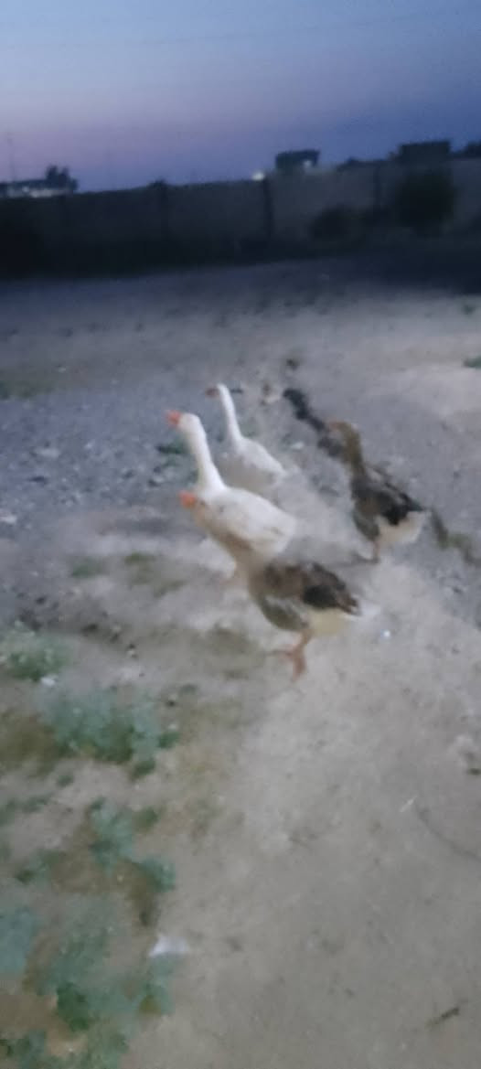 السلام عليكم ورحمة الله وبركاتة عندي قاز للبيع لجوز 50عتاگي


**إذا كنت صاحب هذا الإعلان وتريد حذفه لأي سبب، رجاءا أرسل رسالة إلى الدعم الفني**